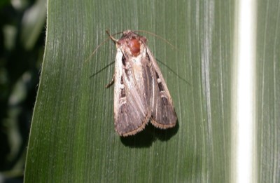 Adult western bean cutworm moth